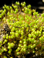 Moss with spores